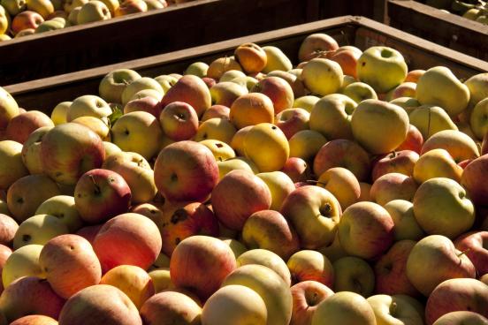 apples