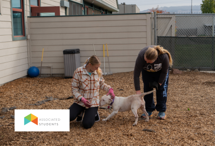 Students helping at dog shelter