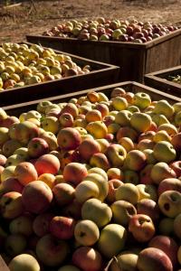 apples