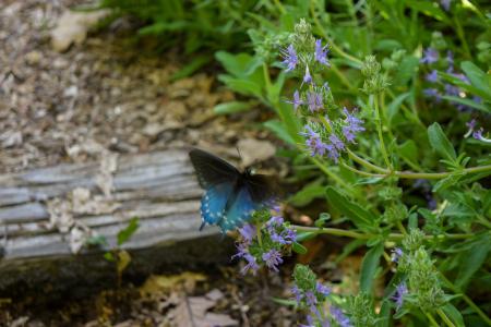 Butterfly on a bush